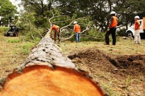 tree removal service