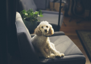 a tight-weave fabric sofa